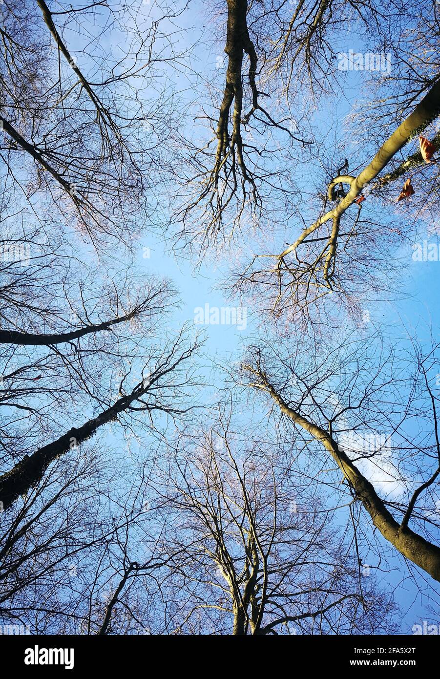 Alberi senza foglie con cielo limpido e parzialmente nuvoloso presi dal basso, durante il mio viaggio al Goettinger-Stadtwald, nella città di Goettingen, Germania. Foto Stock