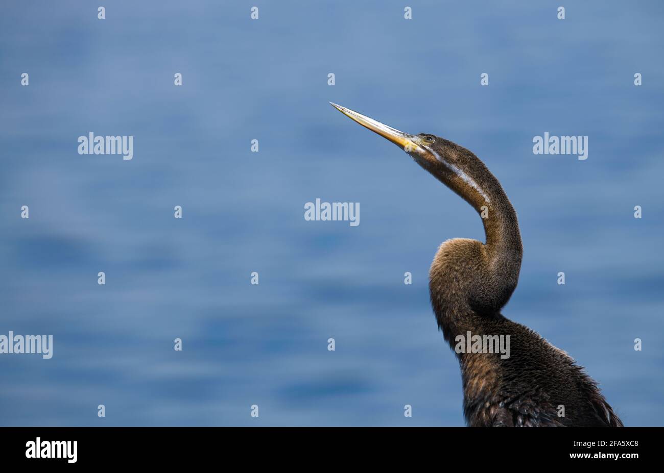 Giovane africano darter (Anhinga rufa) che mostra il suo collo serpente-come. Foto Stock