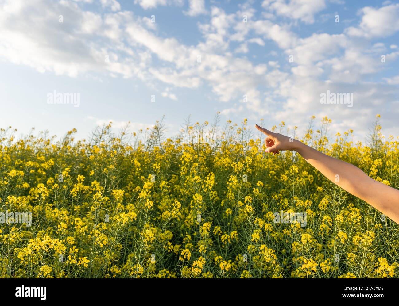 Spazio di copia di puntamento. Vista braccio e dito che punta verso il cielo con Spazio vuoto per la copia del testo pubblicitario .Primavera o estate soleggiata giorno in campo di fiori gialli Foto Stock