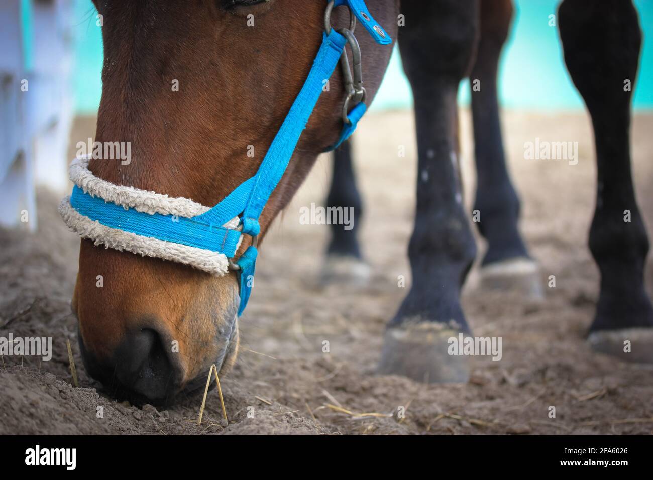 Attrezzatura cavallo