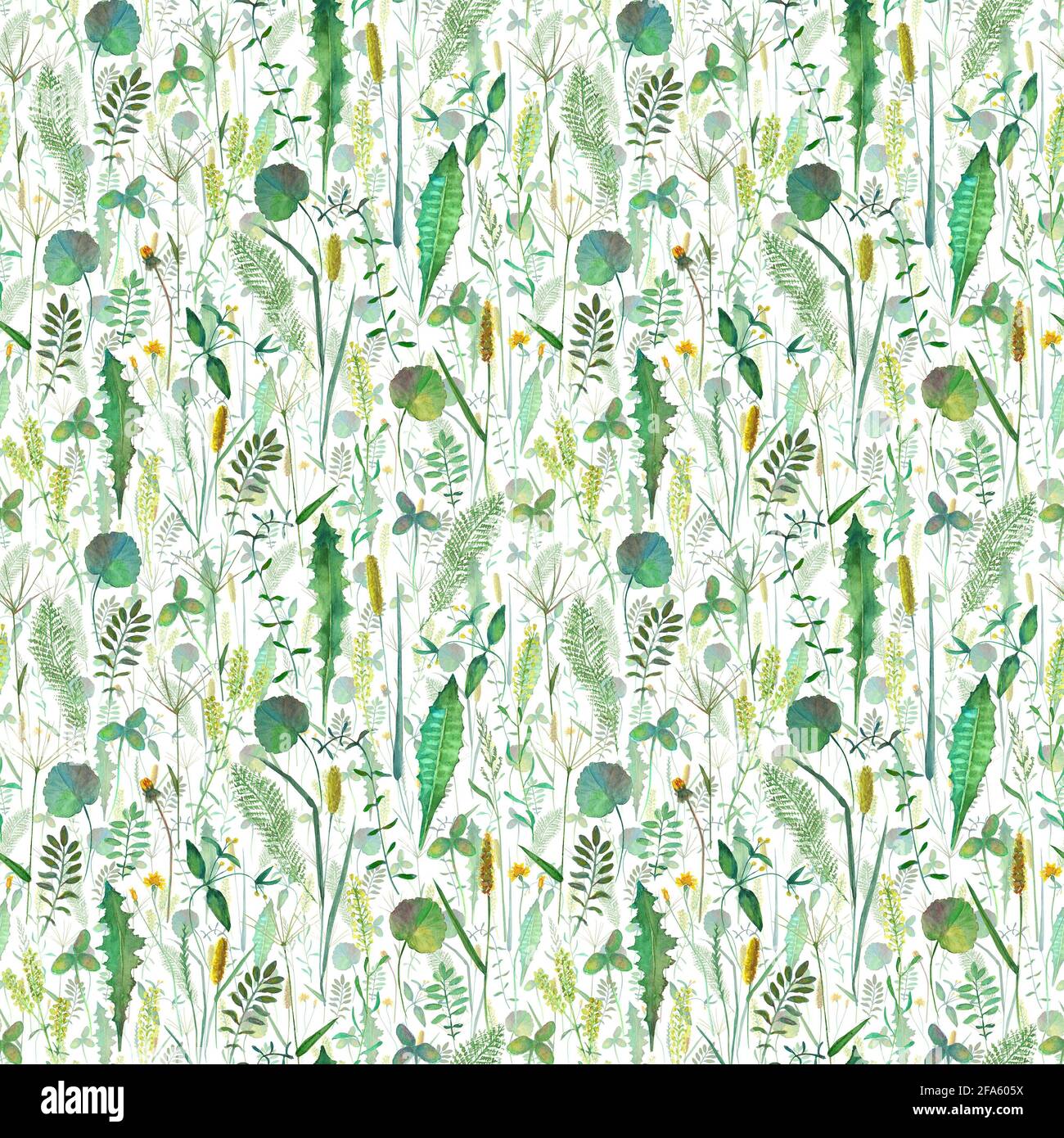 Modello senza cuciture con fiori selvatici prato, erbe, erbe. Acquerello disegnata a mano illustrazione botanica su sfondo bianco. Acquerello floreale erbe Foto Stock