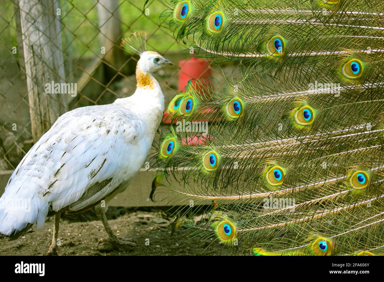 Un pavone maschio cammina con la coda estesa intorno al peahen bianco. Il piumaggio blu-verde brillante della coda del pavone. Un pavone femminile. Cinema caldo Foto Stock