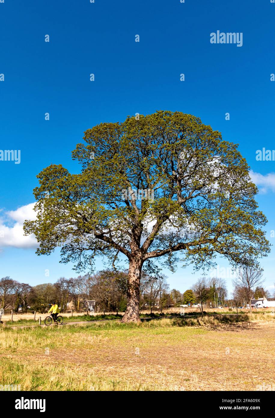 SYCAMORE ALBERO ACER PSEUDOPLATANO IN FOGLIA ALL'INIZIO DELLA PRIMAVERA CON UN CICLISTA CHE PASSA Foto Stock