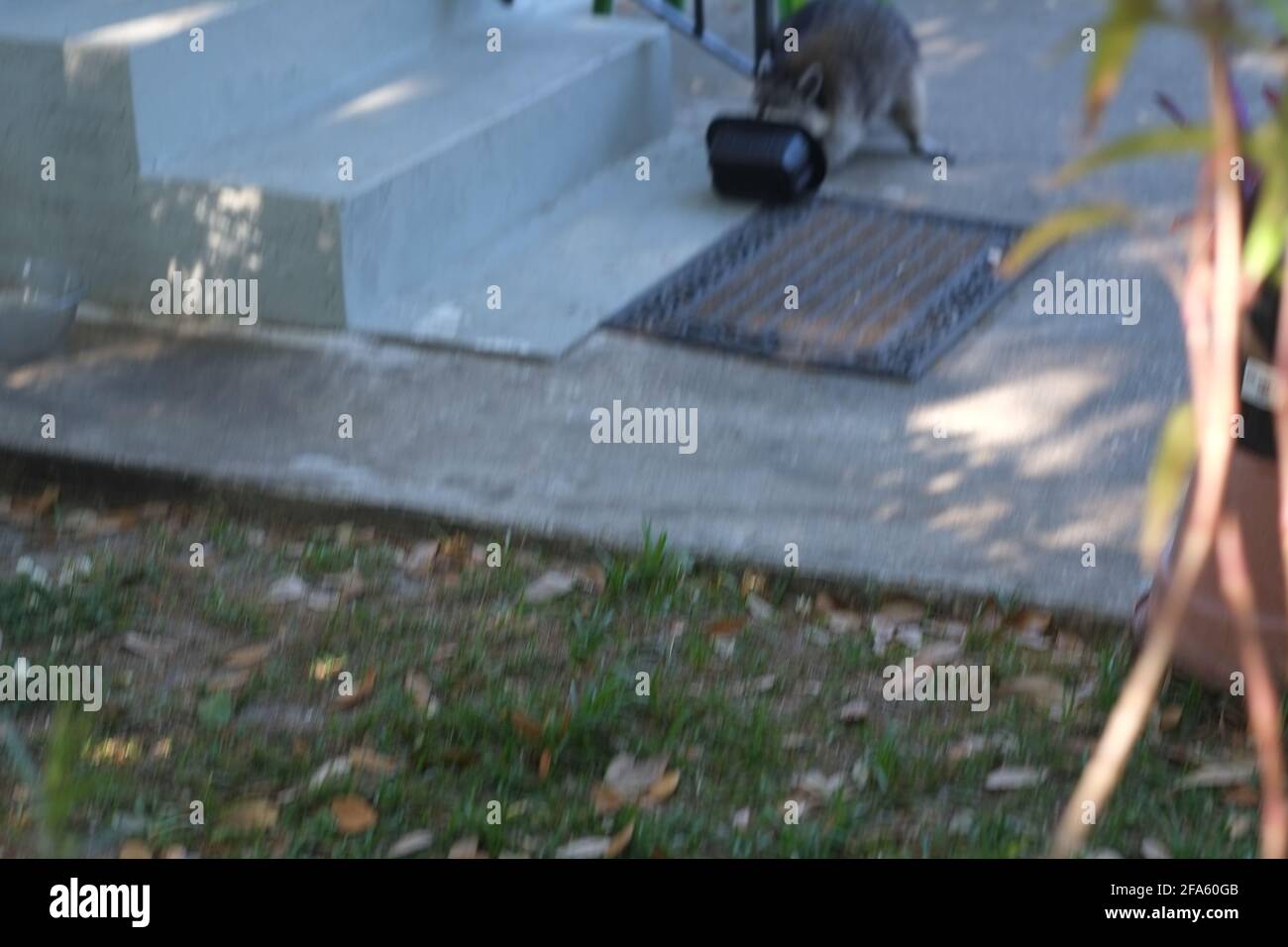 Il gatto perde il pranzo ad un aggressivo raccoon che intimidisce il gatto per le sue dimensioni più grandi. Foto Stock