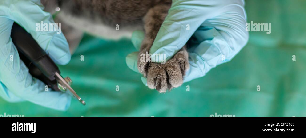 striscione con le mani in guanti medici tagliare le artigli di un gatto. Cat ottiene un chiodo trim.trimming unghie di gatto. Taglio di artigli domestici di gatto. Morbido fo Foto Stock