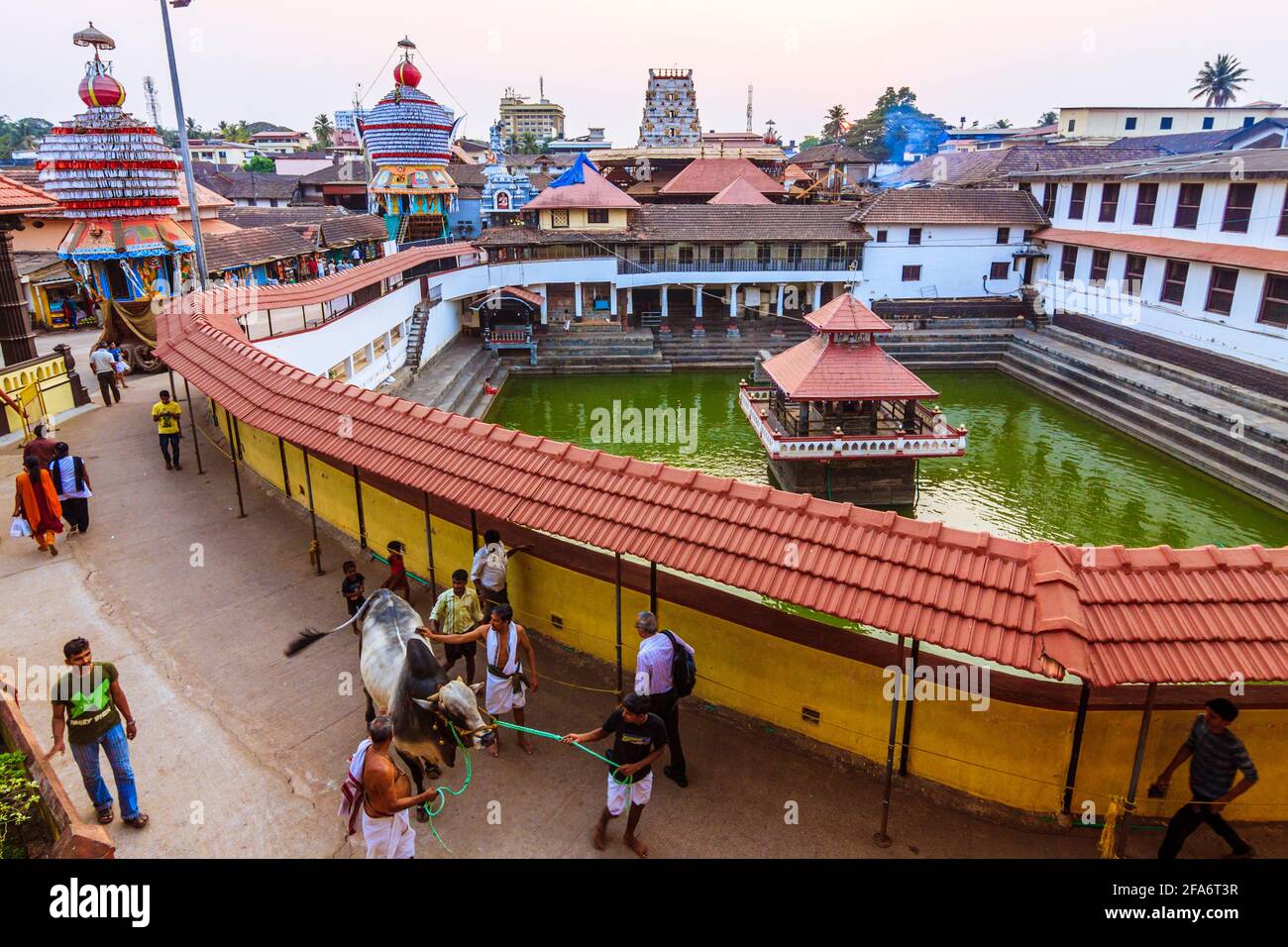 Udupi, Karnataka, India : la gente cammina una mucca Santa al tramonto intorno alla vasca d'acqua di Madhva Sarovara adiacente al tempio di Krishna 13 ° secolo fondato b Foto Stock