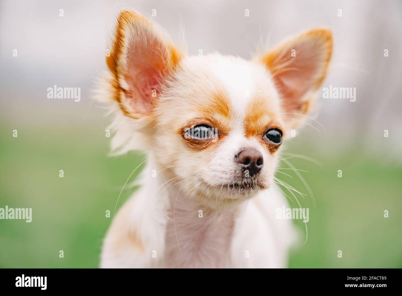 Ritratto di Chihuahua. Ritratto bianco di cucciolo chihuahua dai capelli lunghi. Ritratto bianco cute chihuahua Foto Stock