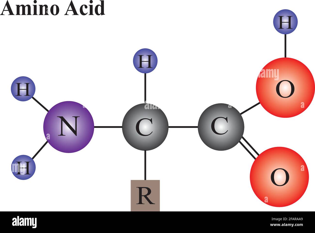 Struttura molecolare di un amminoacido Illustrazione Vettoriale