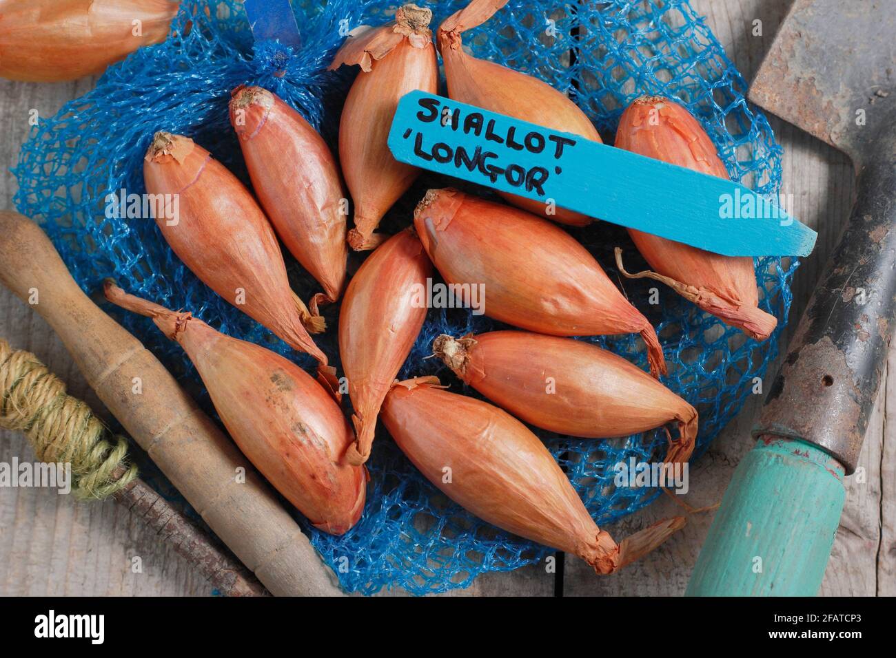 Set di scalogni - scalogni a banana Longor. REGNO UNITO Foto Stock