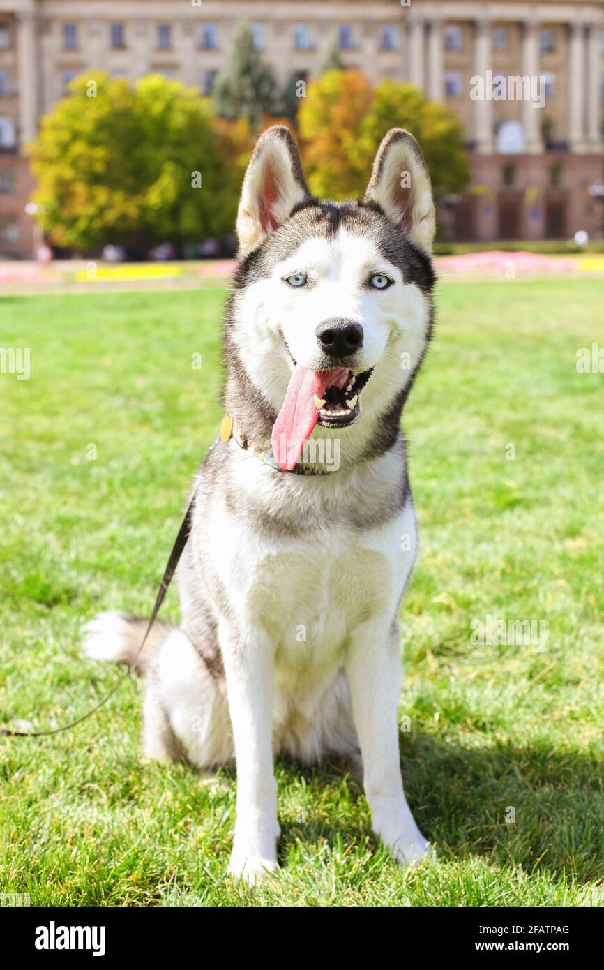 Divertente cane Husky siberiano con orecchie appuntite e lunga lingua che si stagliano fuori su una passeggiata. Animale domestico in purè in purè riposato su prato verde di erba sciabola Foto Stock