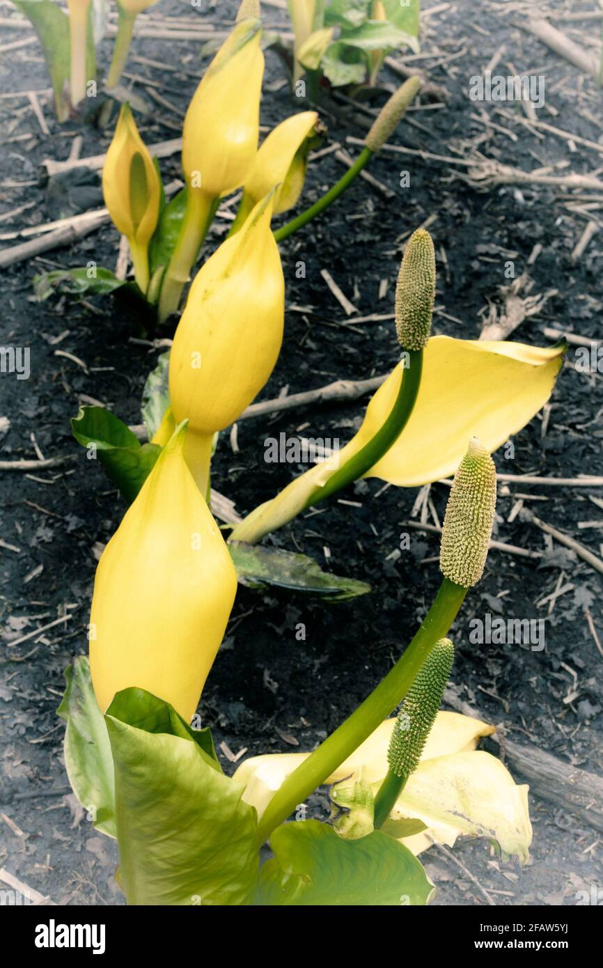 Lysichiton Americanus, giallo, cavolo spazzato, in primavera fogliame Foto Stock