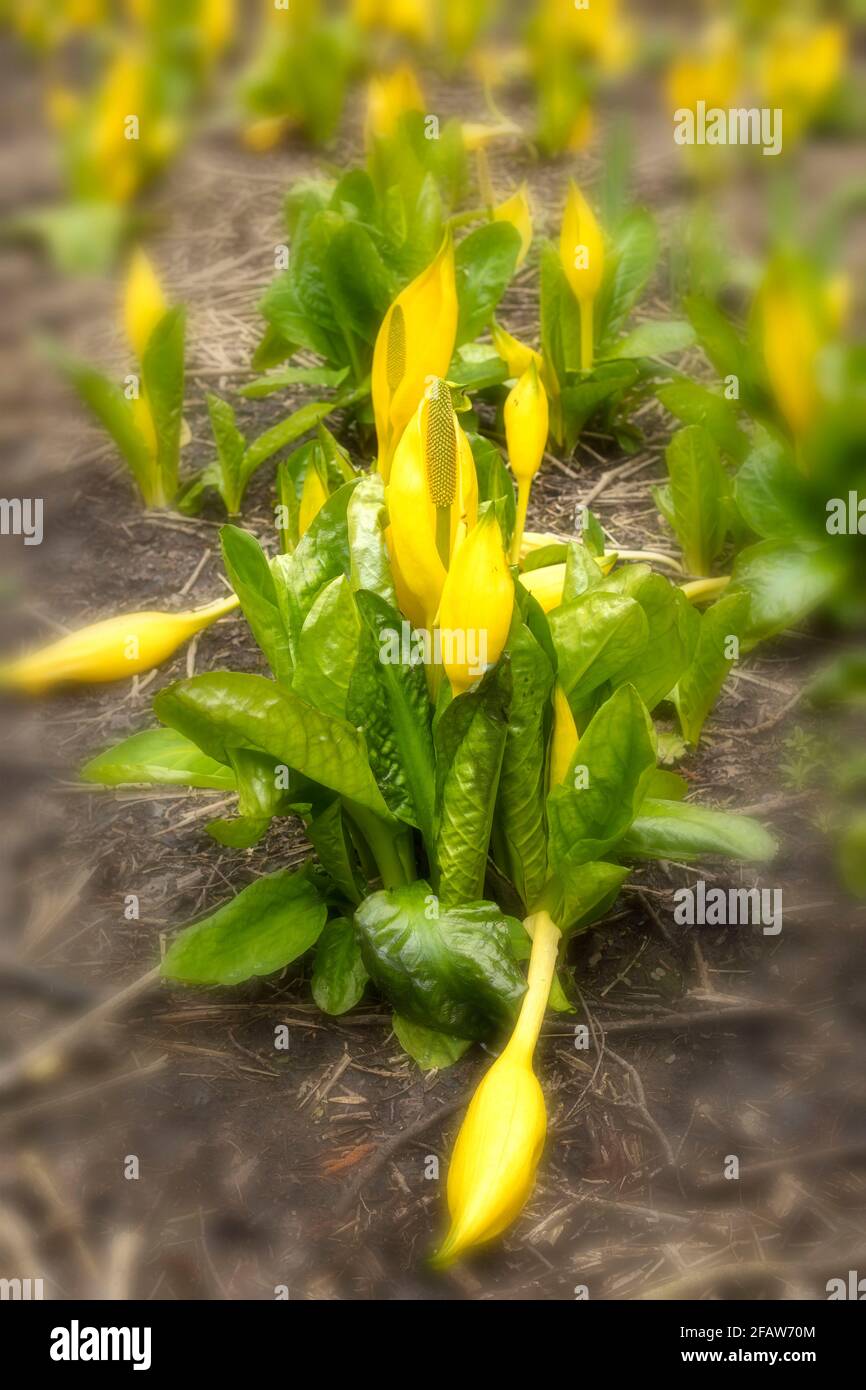 Lysichiton Americanus, giallo, cavolo spazzato, in primavera fogliame Foto Stock