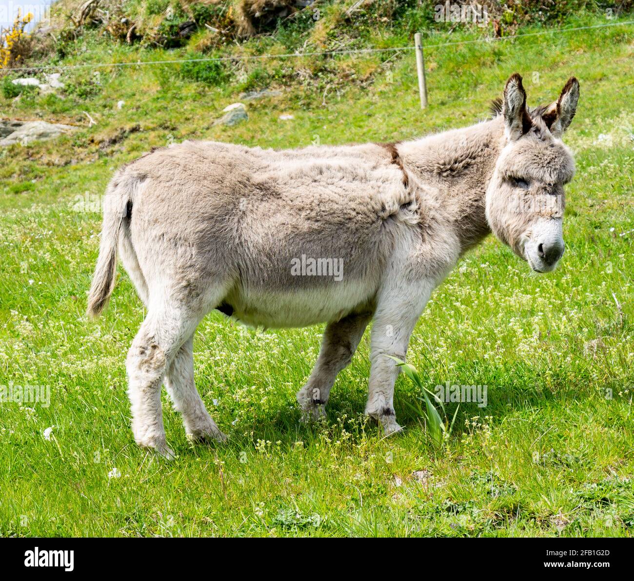 Asino Equus asinus in piedi in campo Foto Stock