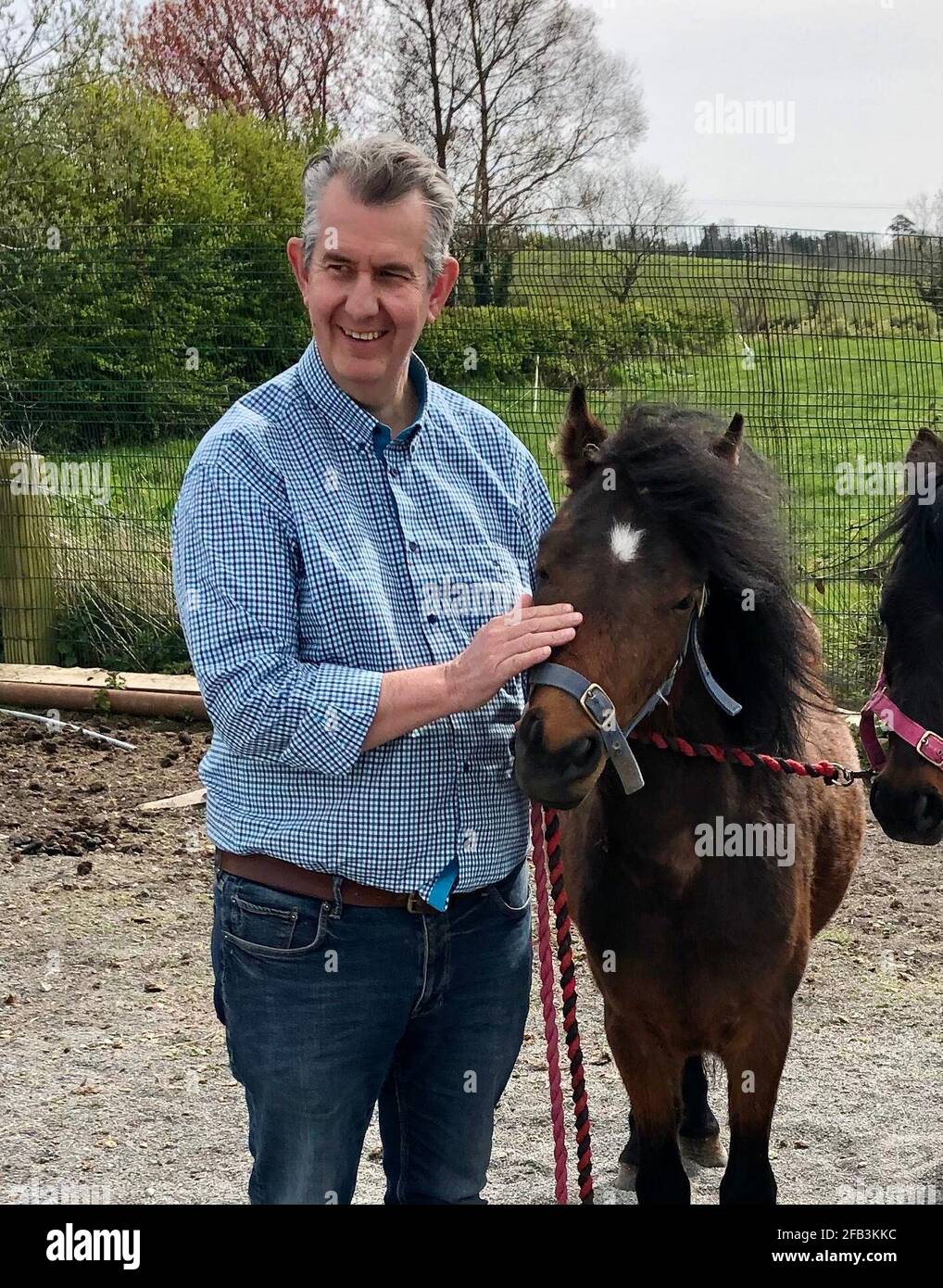 Il ministro dell'Agricoltura dello Stormont, Edwin Poots, con uno dei pony presso la fattoria di Ashleigh Massey vicino a Ballygowan, Co Down. I quattro pony sono stati detenuti al porto di Belfast per quasi cinque settimane a causa di problemi con la documentazione del protocollo dell'Irlanda del Nord, ma sono stati rilasciati ai loro nuovi proprietari. Data immagine: Venerdì 23 aprile 2021. Foto Stock