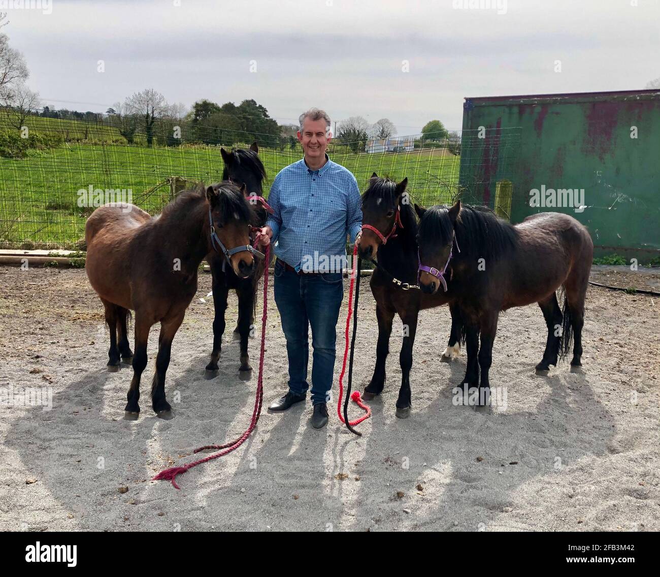 Il ministro dell'Agricoltura dello Stormont Edwin Poots con pony presso la fattoria di Ashleigh Massey, vicino a Ballygowan, Co Down. I quattro pony sono stati detenuti al porto di Belfast per quasi cinque settimane a causa di problemi con la documentazione del protocollo dell'Irlanda del Nord, ma sono stati rilasciati ai loro nuovi proprietari. Data immagine: Venerdì 23 aprile 2021. Foto Stock