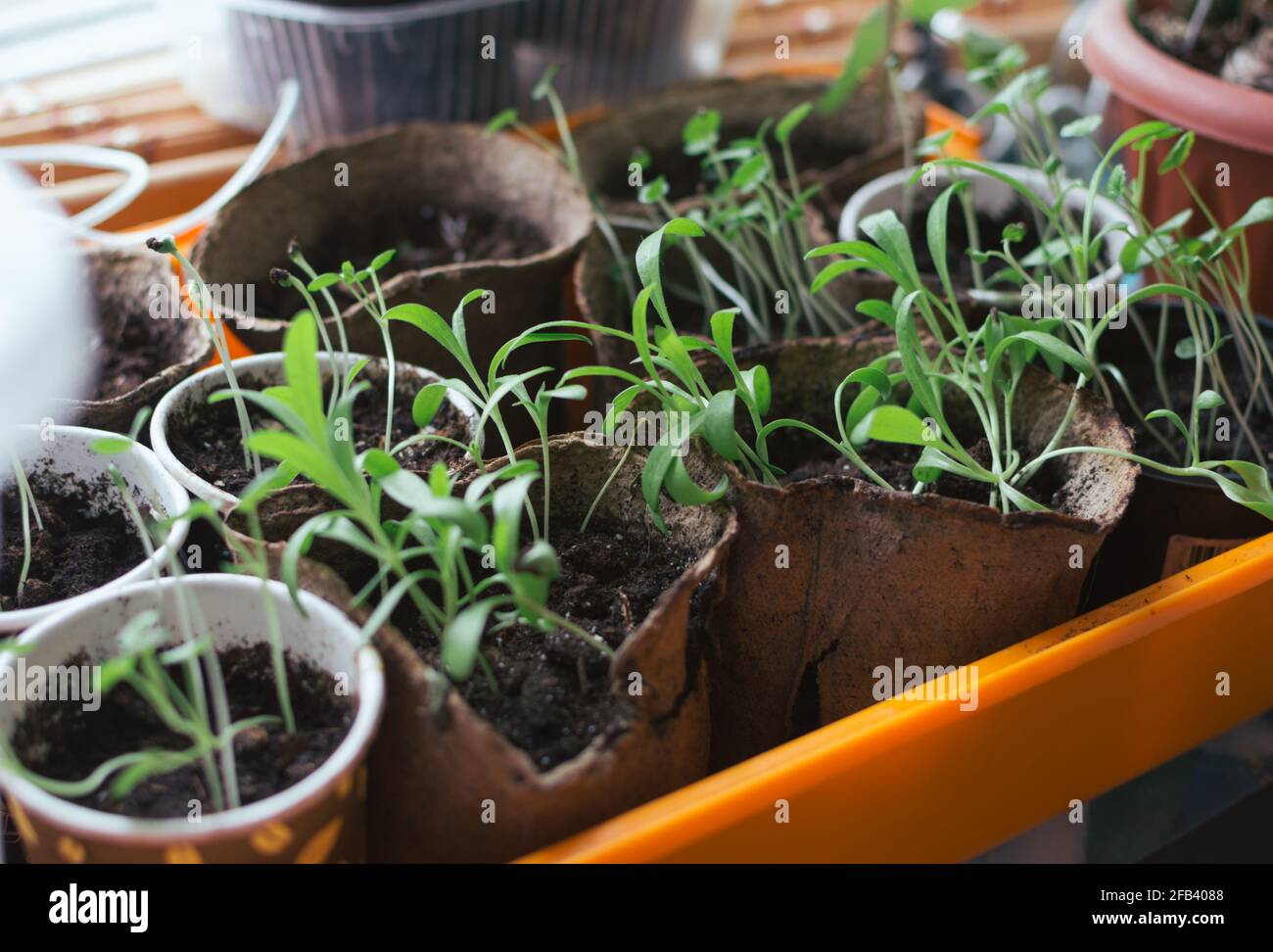 Piantine di petunia in pentole sulla finestra della cucina Foto Stock