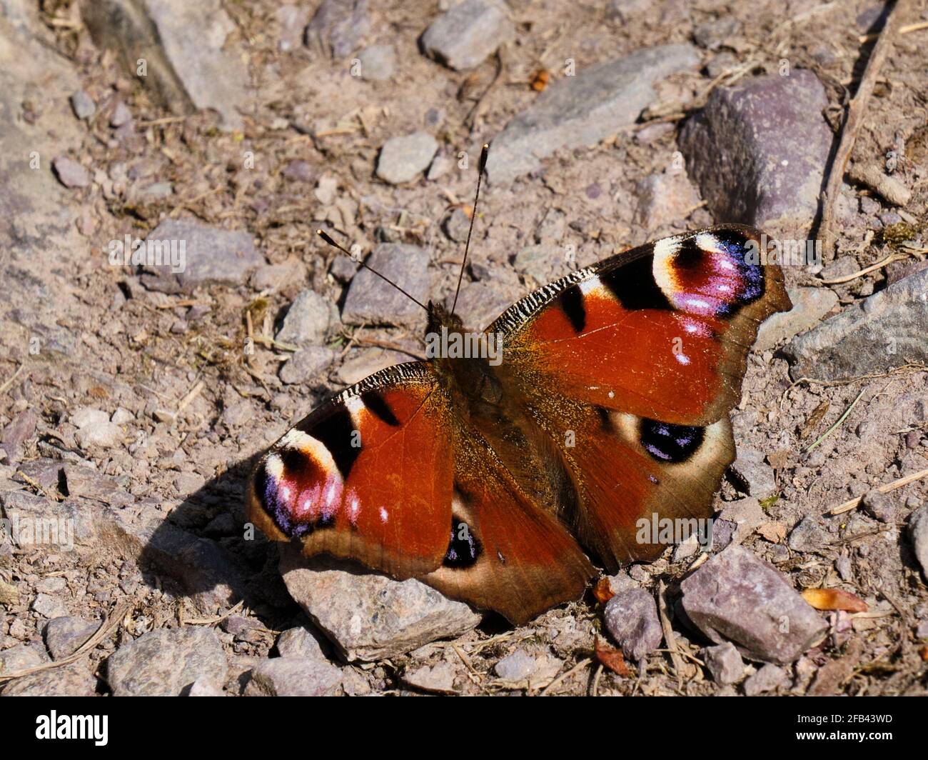 Farfalla di Peacock vicino al serbatoio in New Pool Hollow, vicino a Carding Mill Valley, Church Stretton, Shropshire Foto Stock