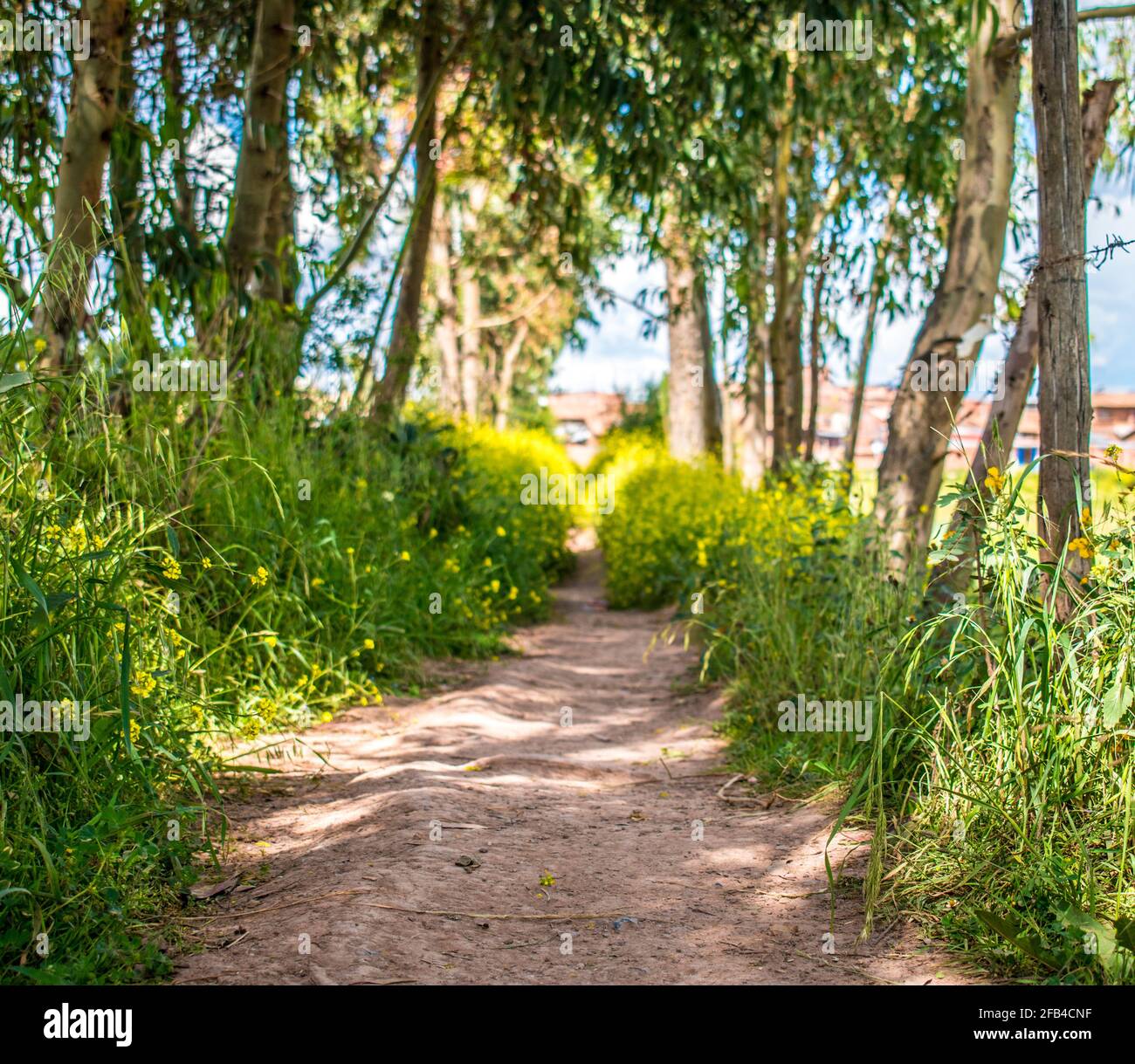 strada sterrata accanto ad alberi e fiori Foto Stock