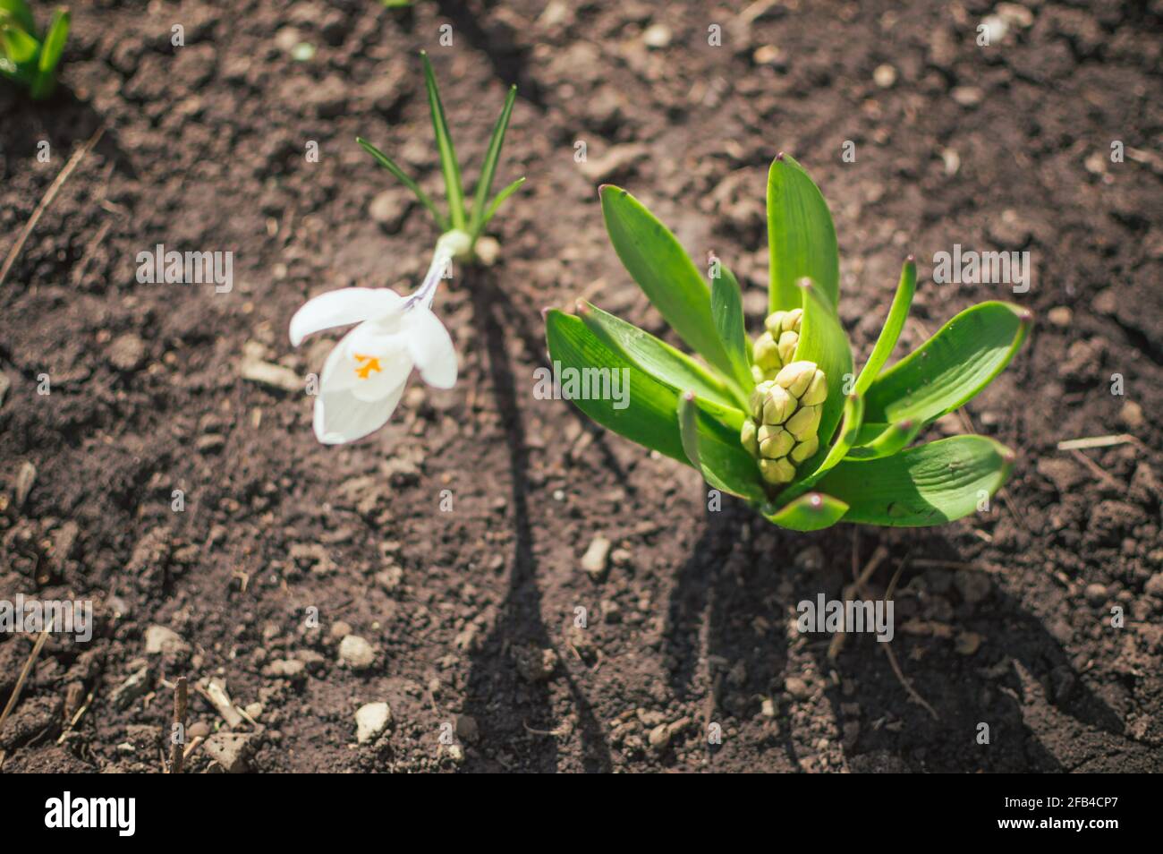 Germoglio di giacinto in foglie verdi e crocus bianco nel suolo Foto Stock