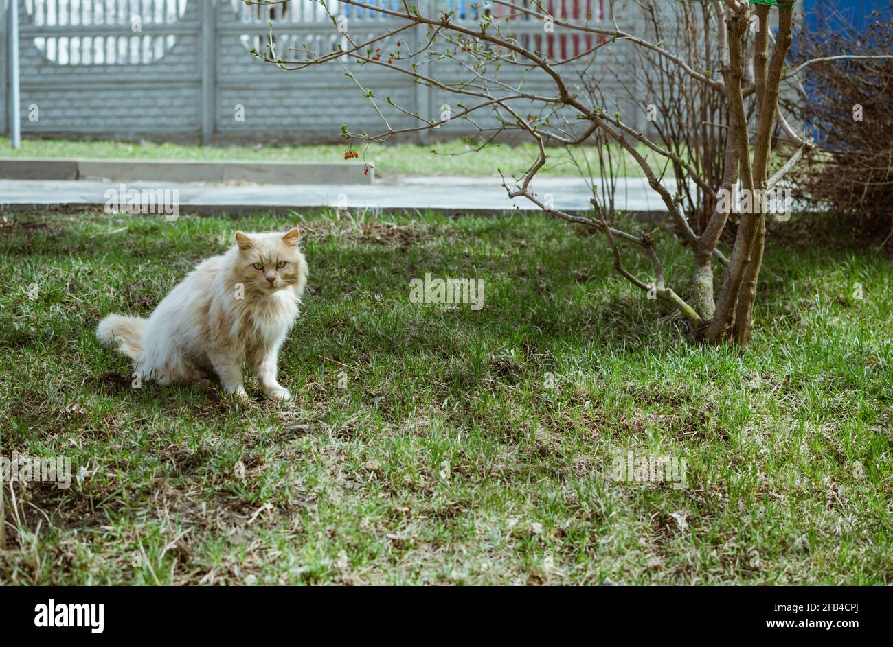 Soffice gatto sporco senzatetto siede su erba accanto all'albero in primavera Foto Stock