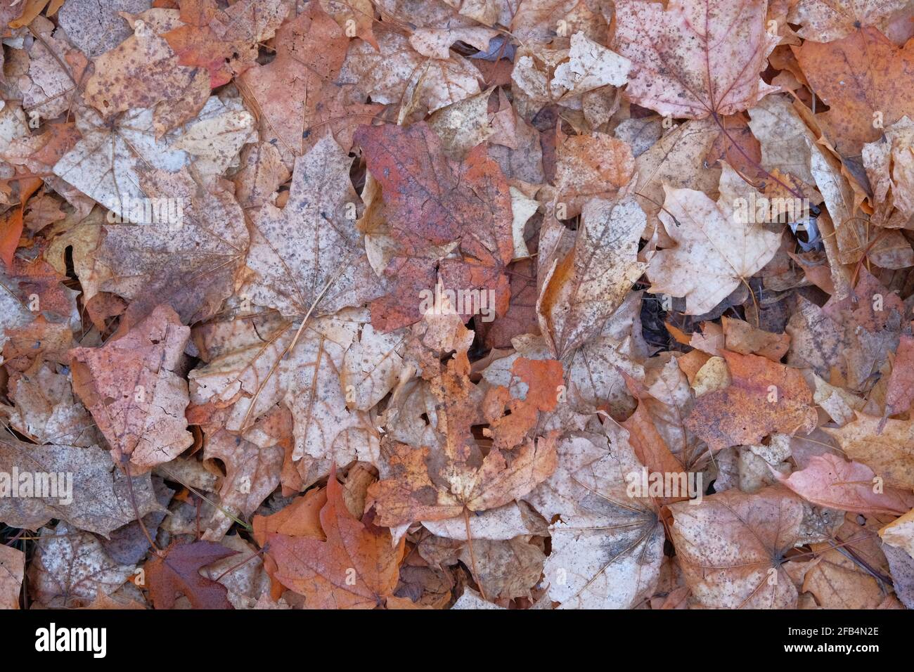 Foglie di acero marrone. Paesaggio in foresta nel tardo autunno, clima caldo. Concetto di fondo dell'autunno. Vista dall'alto. Foto Stock