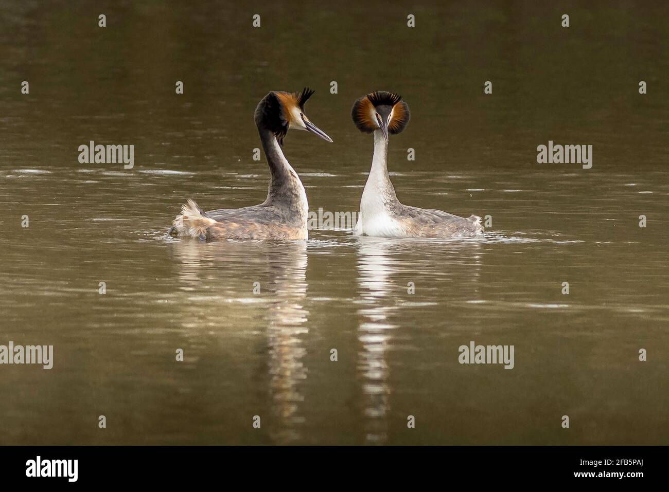 Grande grebe crestato (Podiceps cristatus) facendo una danza di corteggiamento Foto Stock