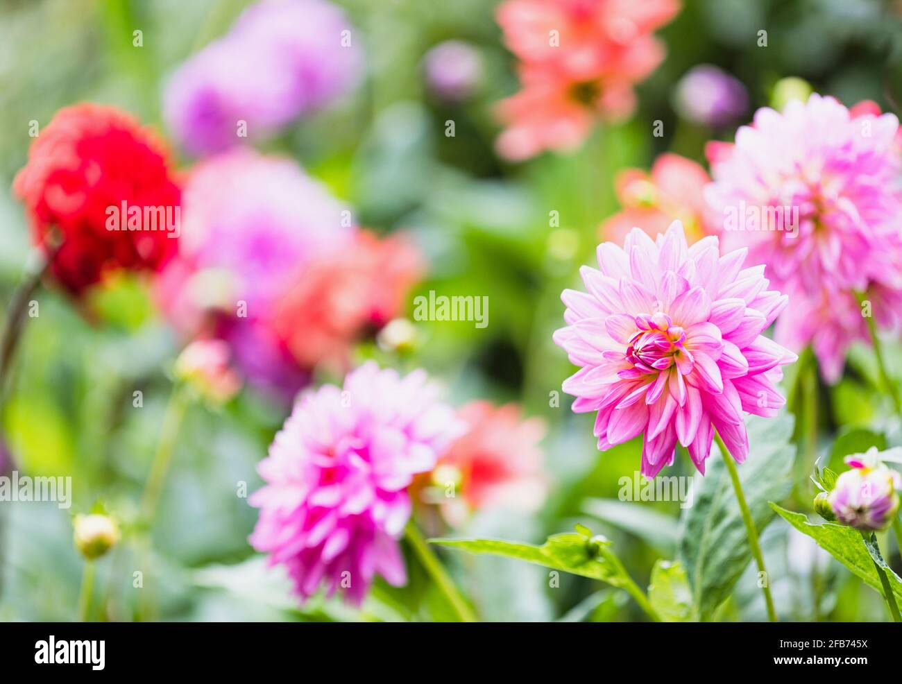 Dahlia, vari colori di fiori che crescono all'aperto in giardino. Foto Stock