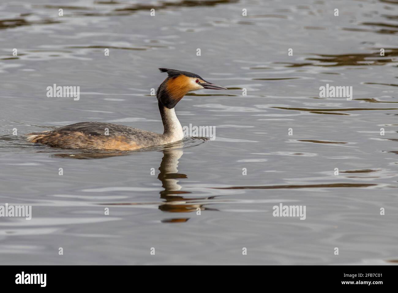 Svasso maggiore (Podiceps cristatus) sull'acqua Foto Stock