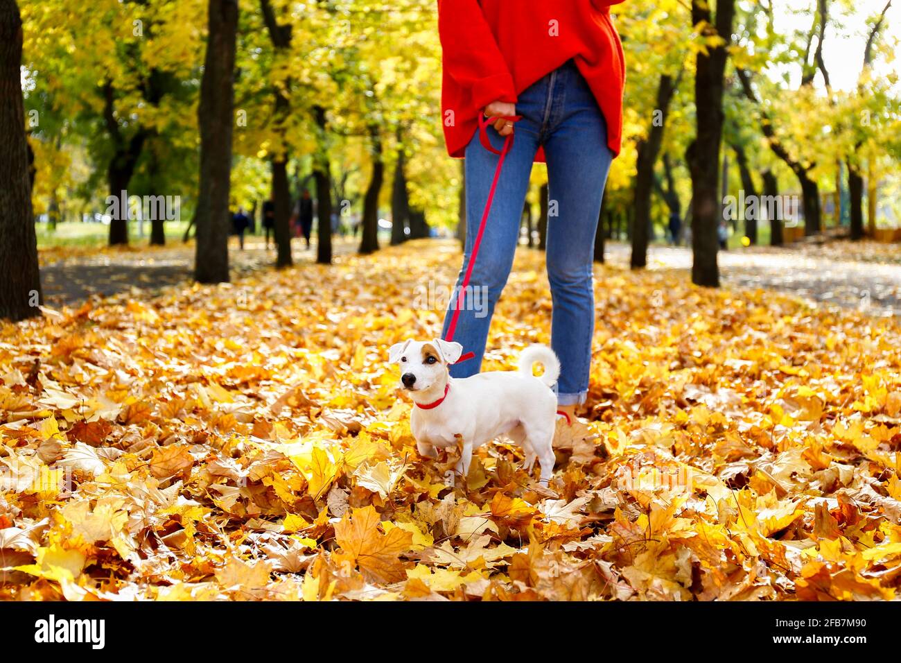 Puppy divertente di jack russell terrier seduto sul pavimento tra le gambe del proprietario donna al parco. Hipster femmina che cammina giovane razza pura pedigree cane in rosso bre Foto Stock