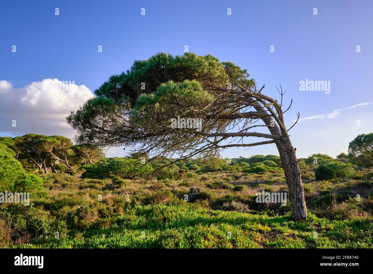 Medos National Forest, una riserva botanica. Almada, Portogallo Foto Stock