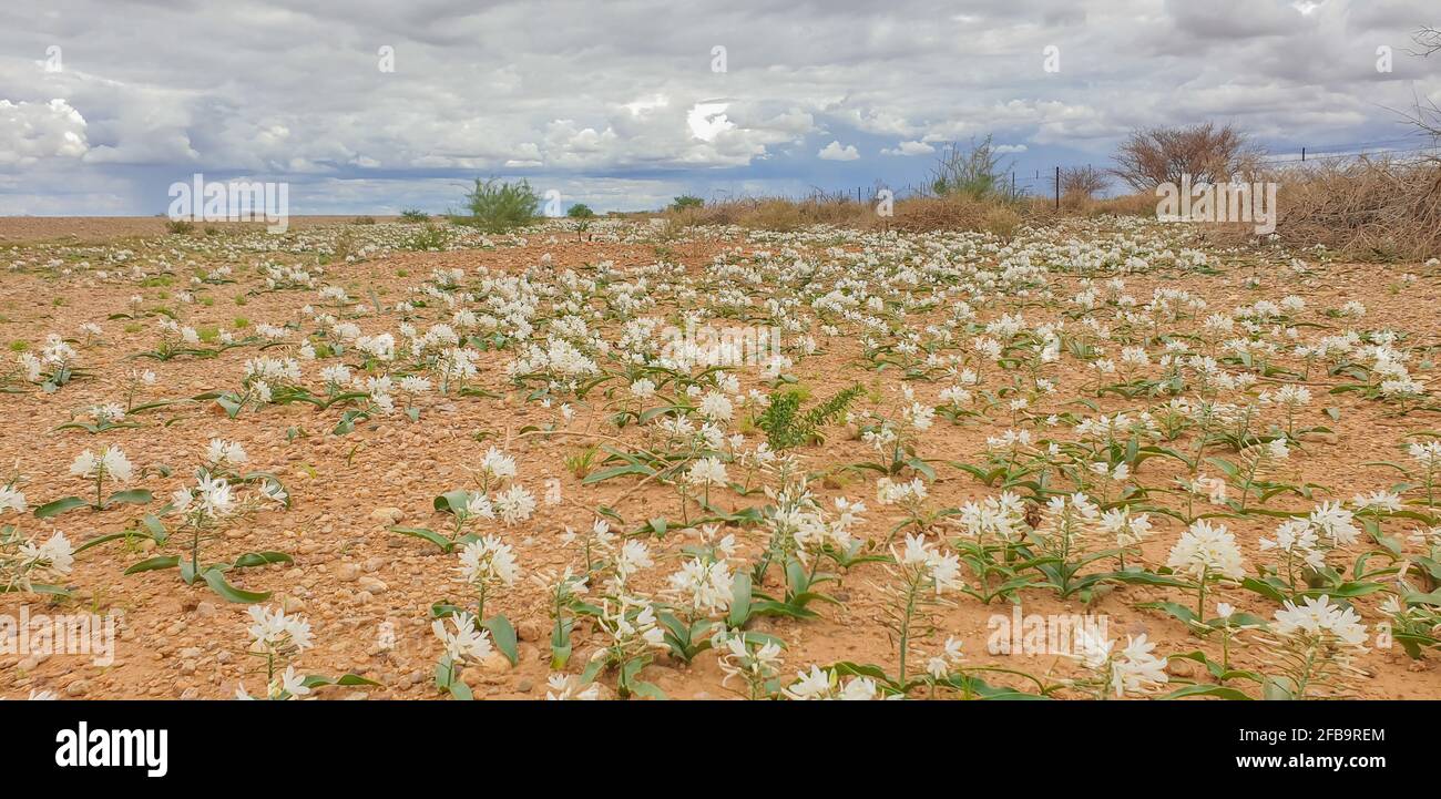Paesaggio africano fiorito del deserto di Kalahari in Namibia, panorama Foto Stock