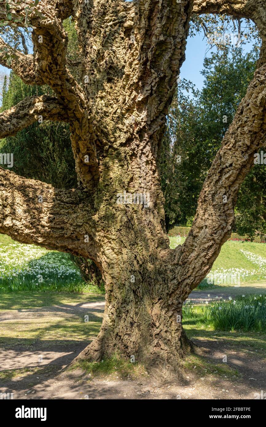 L'albero di sughero (Quercus suber, detto anche quercia da sughero), la fonte primaria di sughero per tappi per bottiglie di vino (tappi) Foto Stock