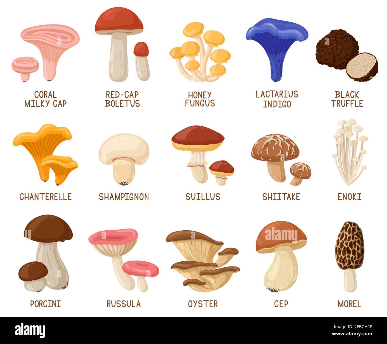 Funghi commestibili cartoon. Autunno boschi funghi commestibili, spugnole, cep, ostriche e chanterelle vettore illustrazione set. Funghi cartoni animati di foresta Illustrazione Vettoriale