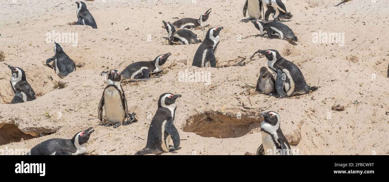 Pinguino africano a Boulders Beach vicino a Simons Town sulla penisola del Capo, Sud Africa, una delle poche colonie di pinguino africano Foto Stock