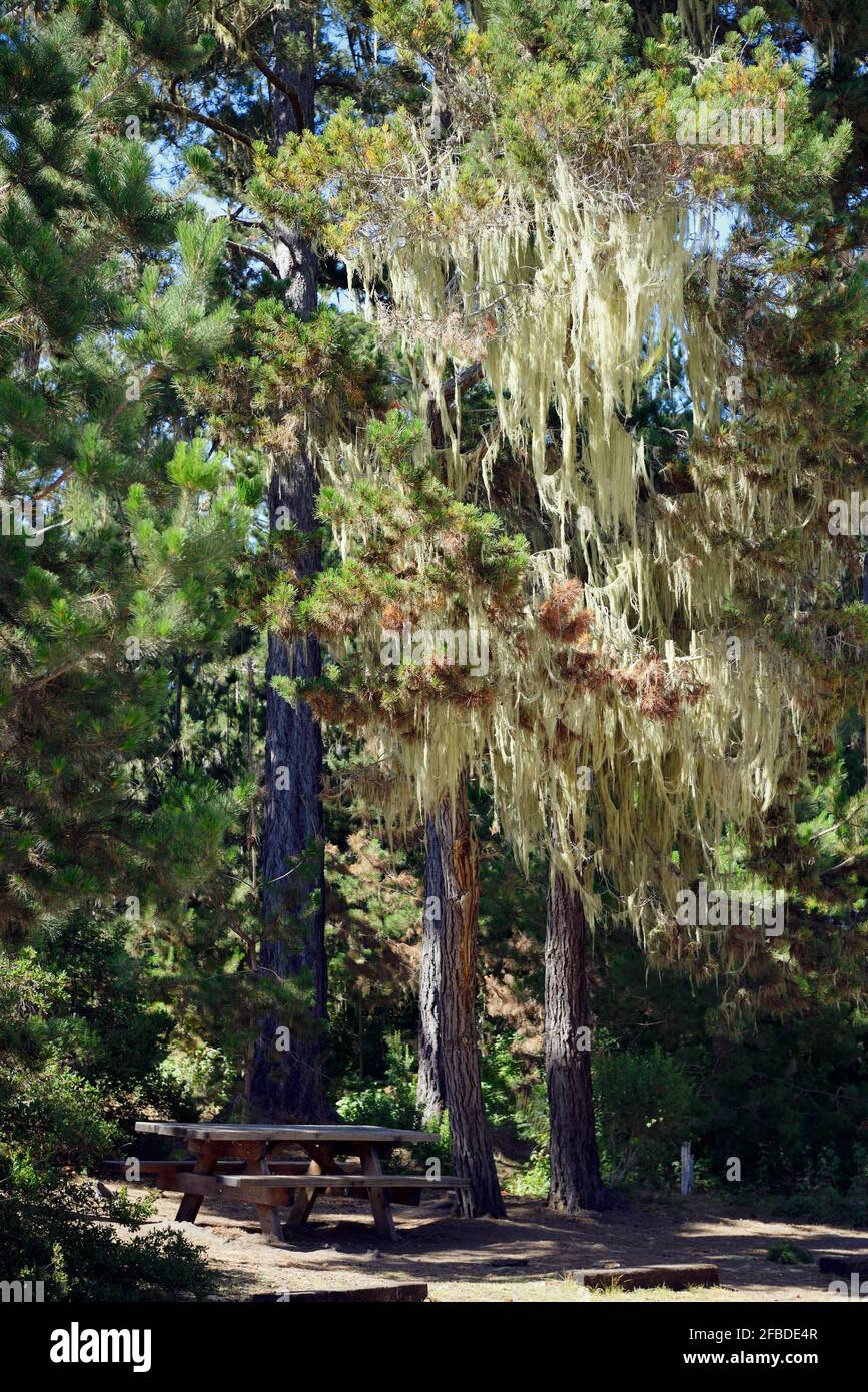 USA, California, Carmel dal mare, capelli fati (Tillandsia usneoides) in alberi sopra panca da picnic Foto Stock