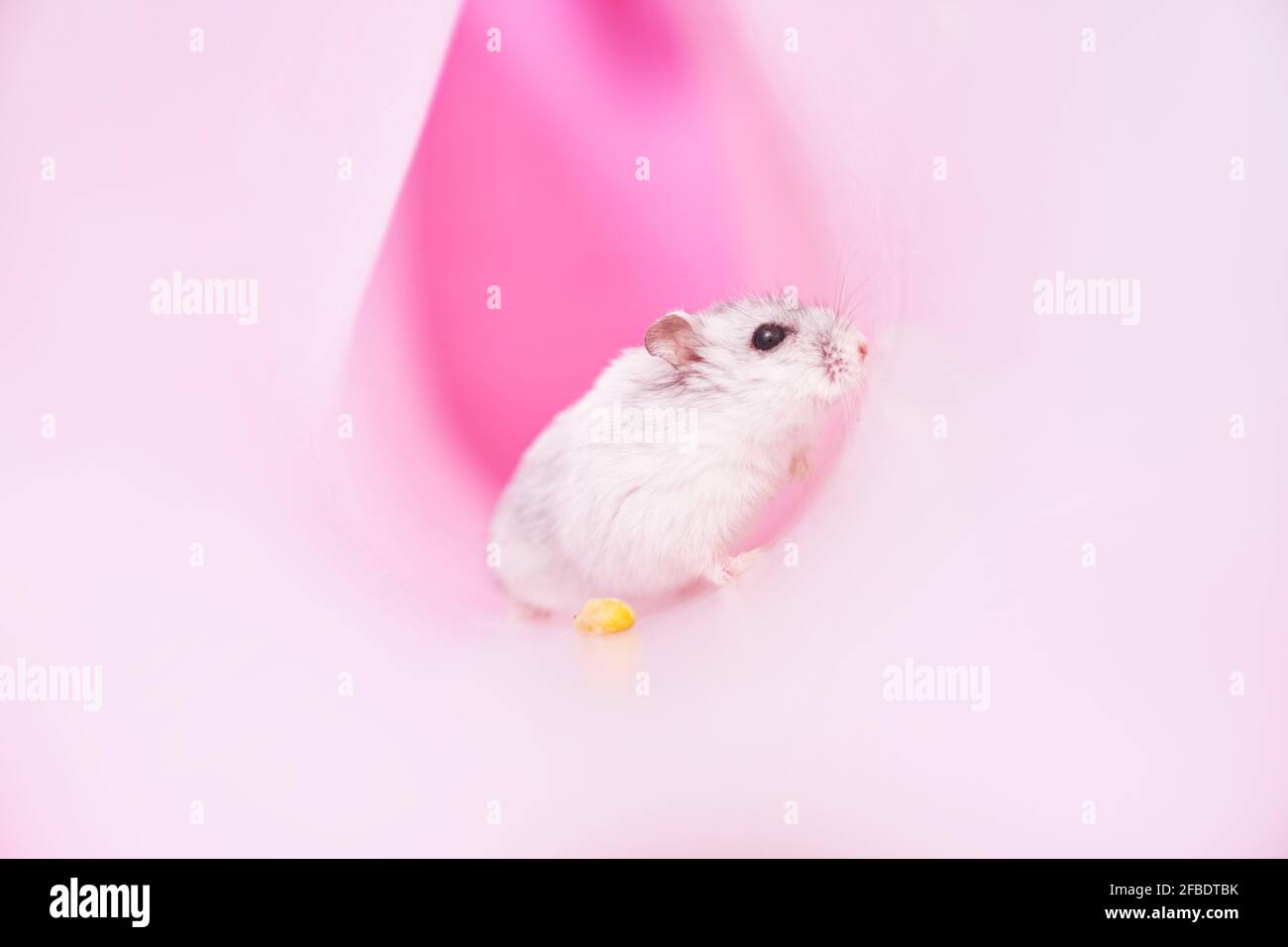 Criceto grigio Dzungarian in un tubo su sfondo rosa. Criceto alla ricerca di una via d'uscita. Foto di alta qualità Foto Stock