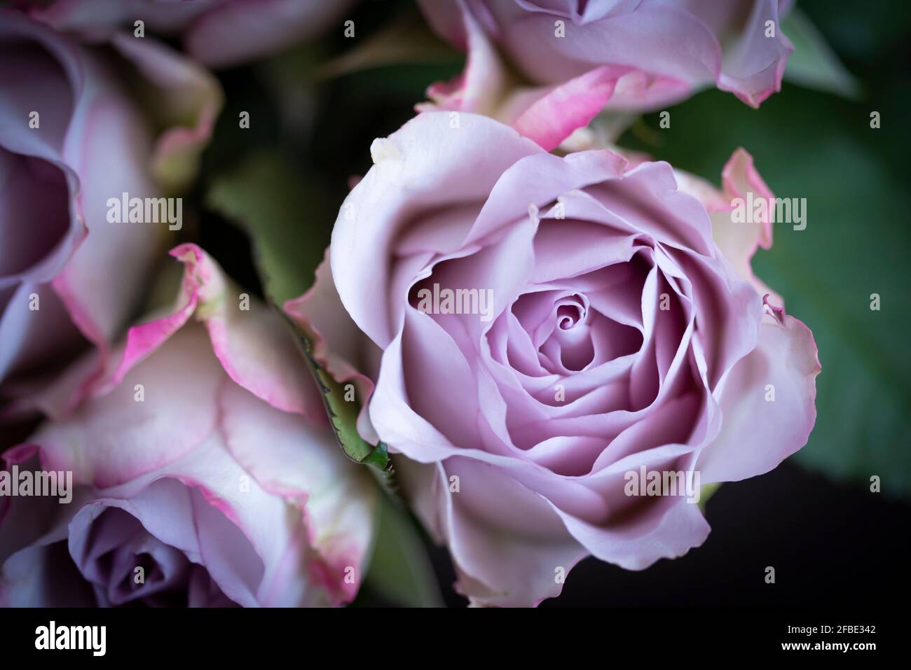Macro di una rosa viola pastello dall'alto con spazio per il testo. Vista dall'alto dei fiori di rosa su sfondo scuro Foto Stock