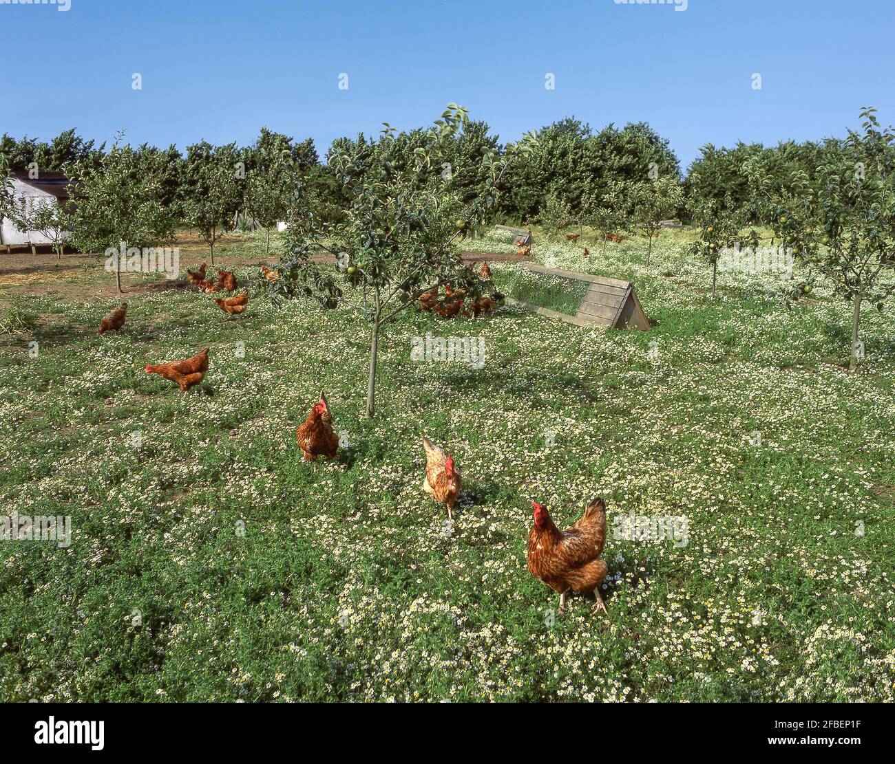 Polli di gamma libera su allevamento di pollame, Hampshire, Inghilterra, Regno Unito Foto Stock