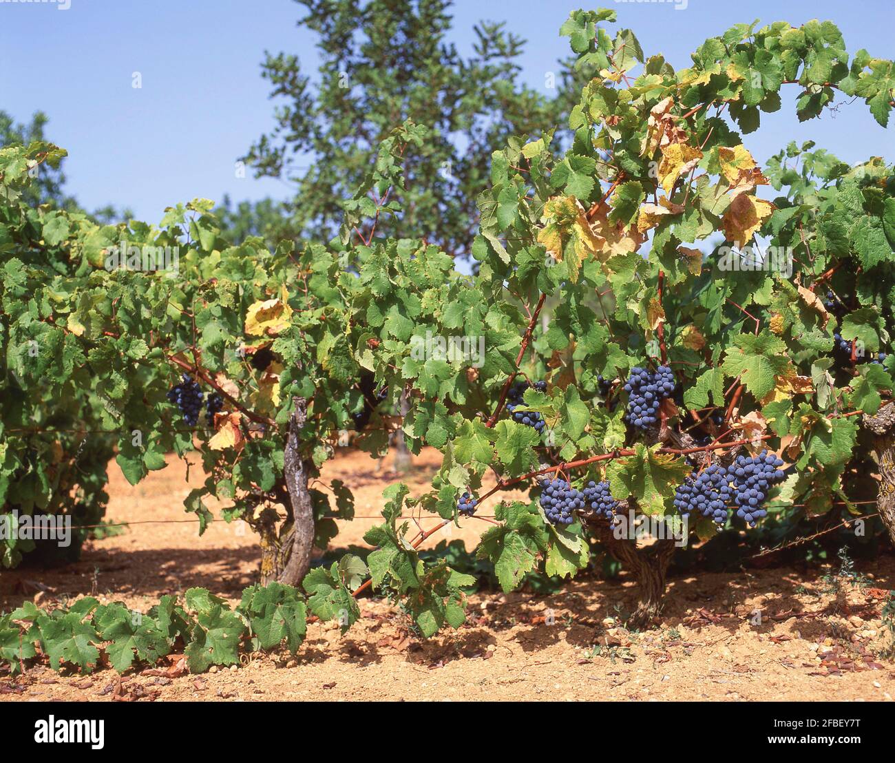 Vitigni con uve a bacca rossa, Meteora, Kalampaka, Trikala, Tessaglia, Grecia Foto Stock
