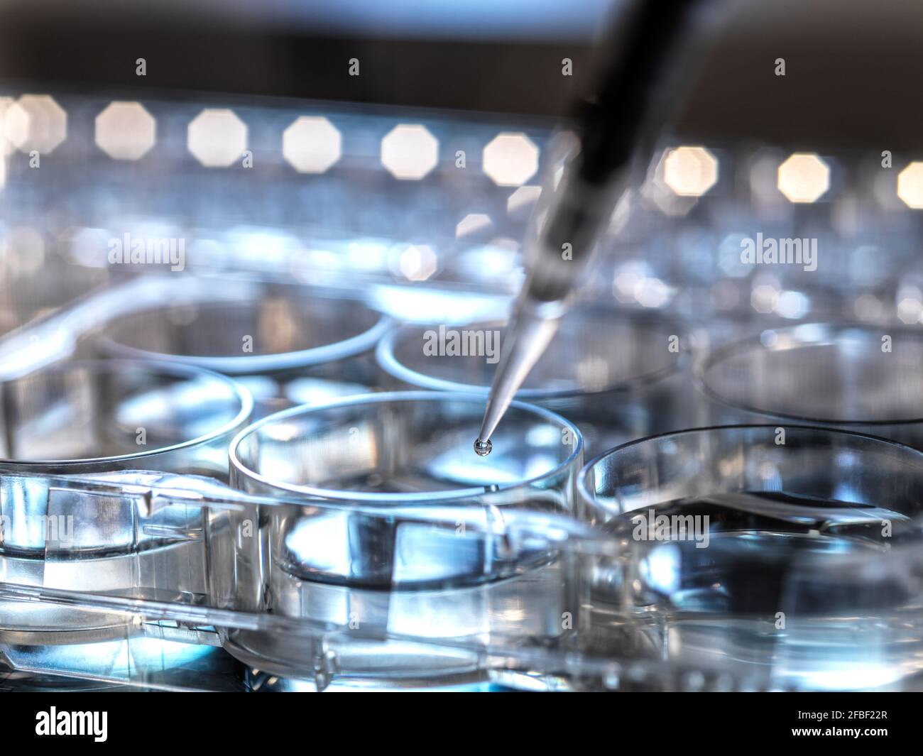 Il campione viene pipettato nella micropiastra durante l'esperimento scientifico in laboratorio Foto Stock
