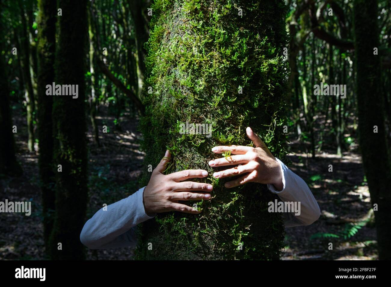 Mano dell'uomo che abbraccia il tronco dell'albero nella foresta al Parco Nazionale di Garajonay, la Gomera Foto Stock