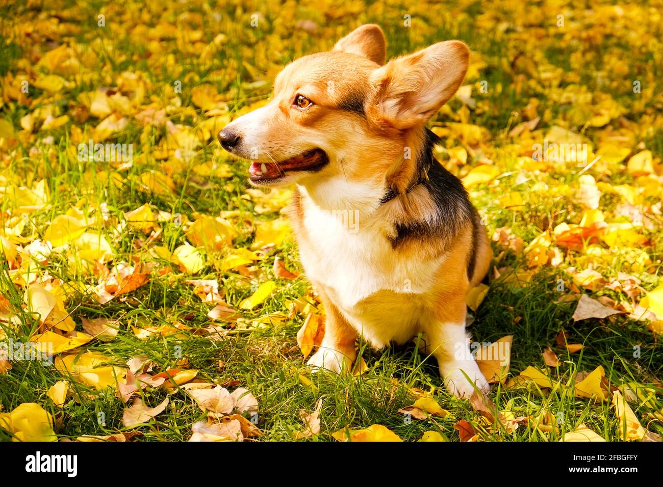 Pembroke gallese corgi in una passeggiata nel parco in bella calda giornata d'autunno. Piccolo cane tricolore giovane all'aperto, molte foglie gialle cadute a terra. Copia spa Foto Stock