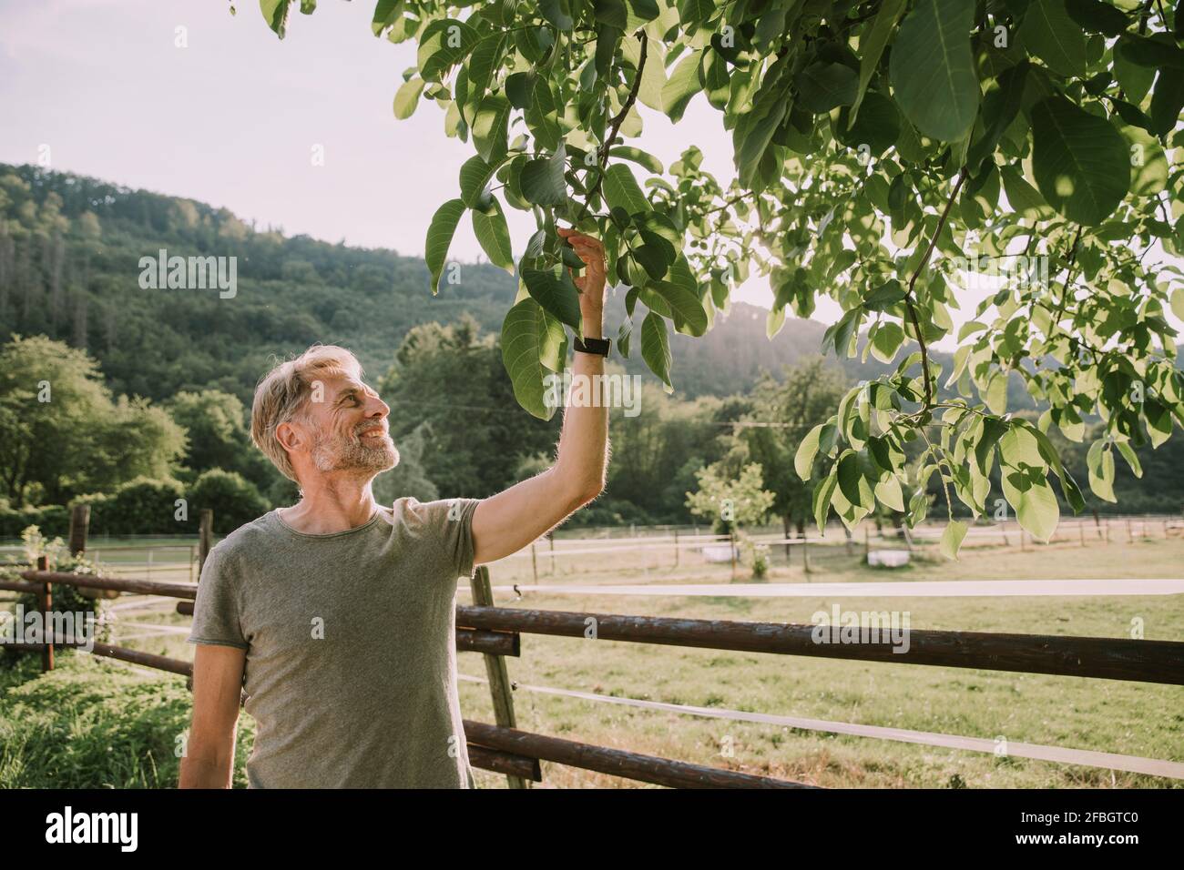 Uomo maturo che guarda noci mentre si sta in piedi dalla ringhiera Foto Stock