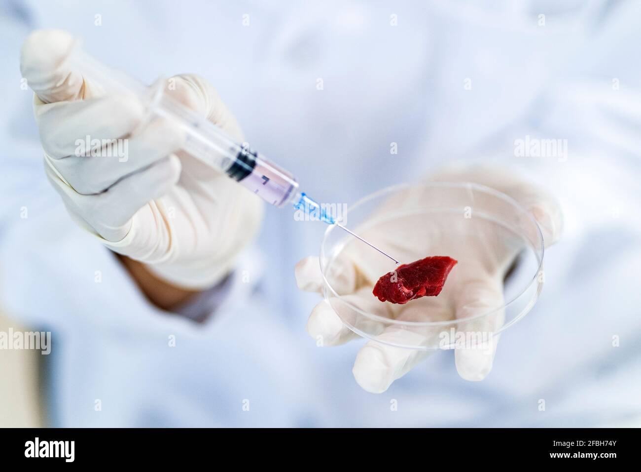Ricercatore che inietta carne in piatto di Petri mentre facendo l'esperimento a. laboratorio Foto Stock