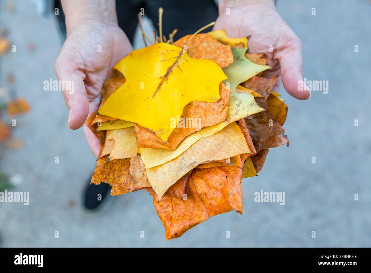 Mani della donna che tengono foglie autunnali, primo piano Foto Stock