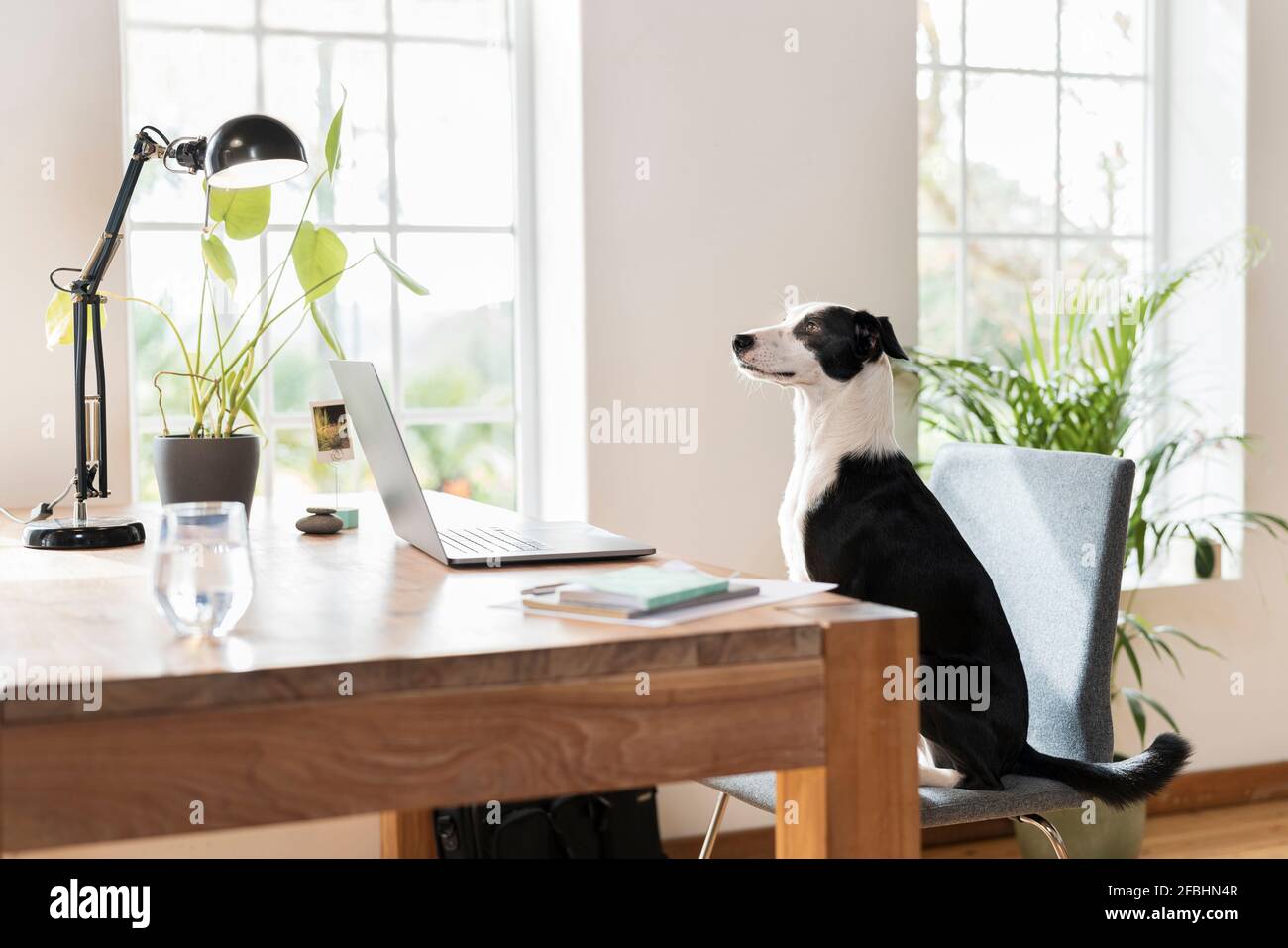 Cane fissando mentre si siede sulla sedia alla scrivania Foto Stock