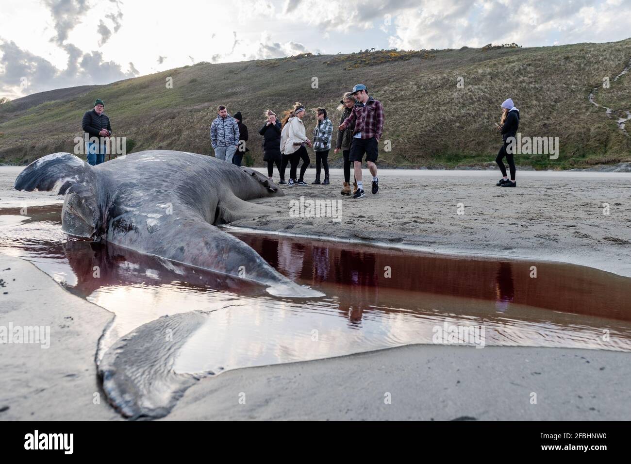 Inchydoney, West Cork, Irlanda. 23 Apr 2021. Uno squalo crogiolante (Cetorhinus maximus) si è lavato su Inchydoney Beach a West Cork questa sera. Si pensa che sia uno dei due squali avvistati al largo della costa occidentale di Cork negli ultimi giorni. Lo squalo ha attirato una folla sia di locali che di turisti per vedere i pesci morti. Credit: AG News/Alamy Live News Foto Stock