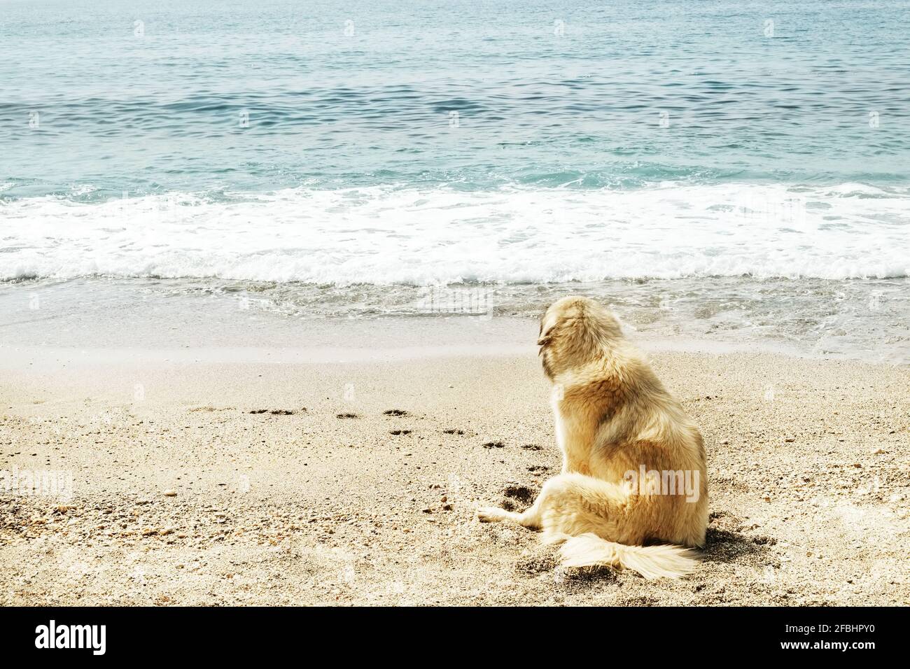 Simpatico pastore caucasico vagare cane seduto sulla spiaggia di sabbia guardando le onde mare oceano. Lonely canine siedono sulla spiaggia di sabbia, chiaro giorno di sole, acqua blu, Foto Stock