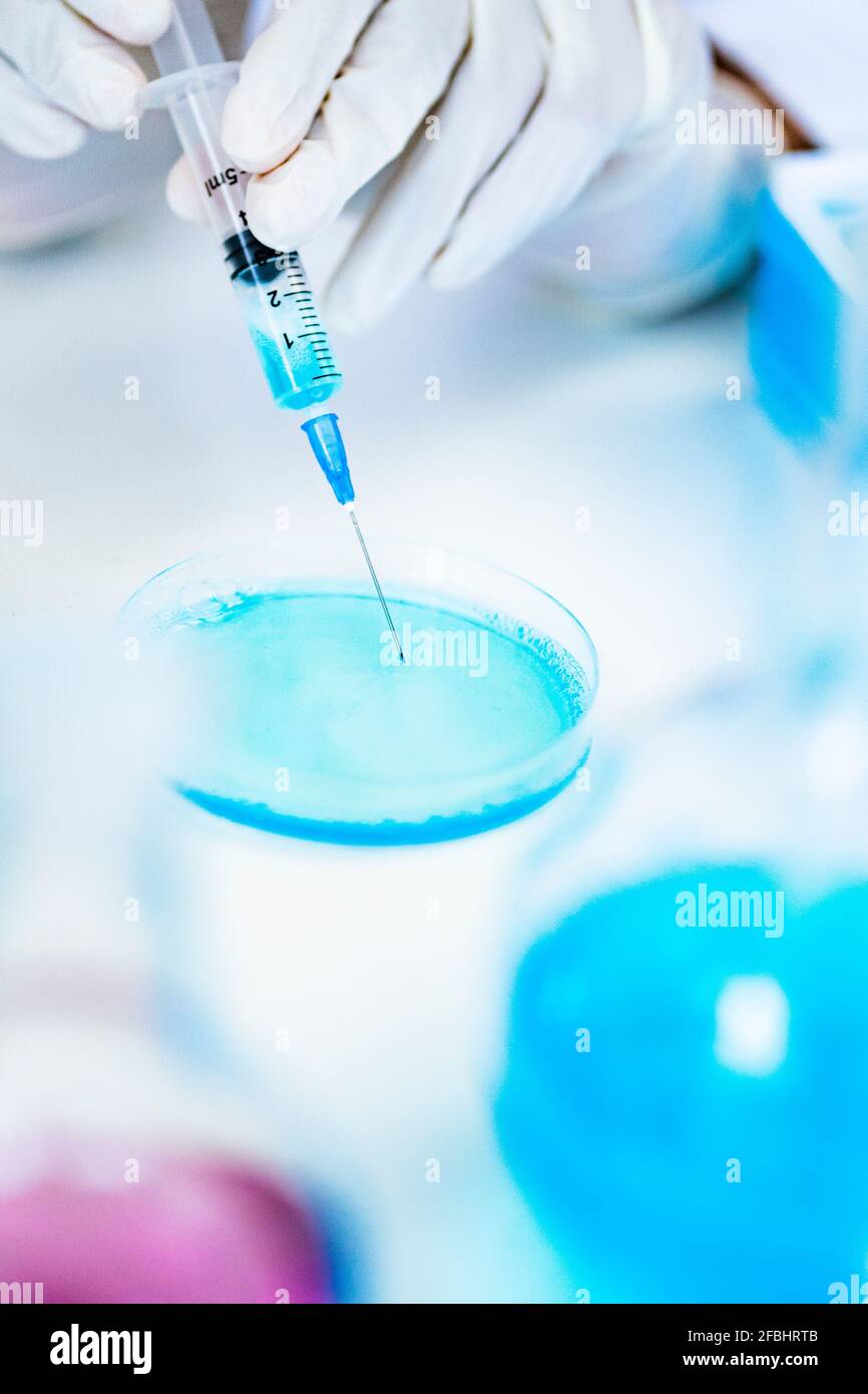 Ricercatore che inietta liquido in piastra di Petri in laboratorio Foto Stock