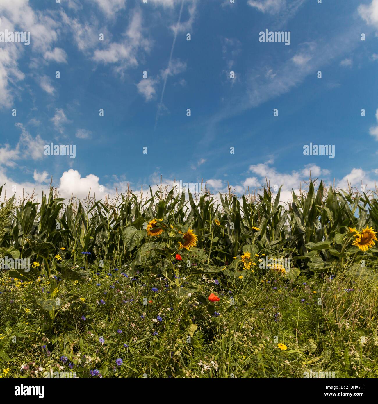 Cornfield e fiori vicino a Wuppertal, Germania Foto Stock